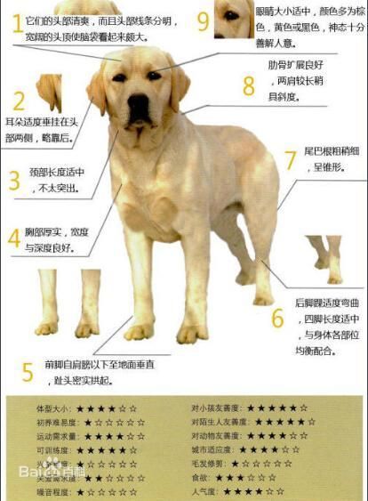 金毛好还是拉布拉多好,金毛是大型犬吗可以养吗