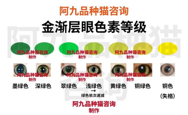 金渐层眼睛颜色变色规律,金渐层眼睛颜色对照表