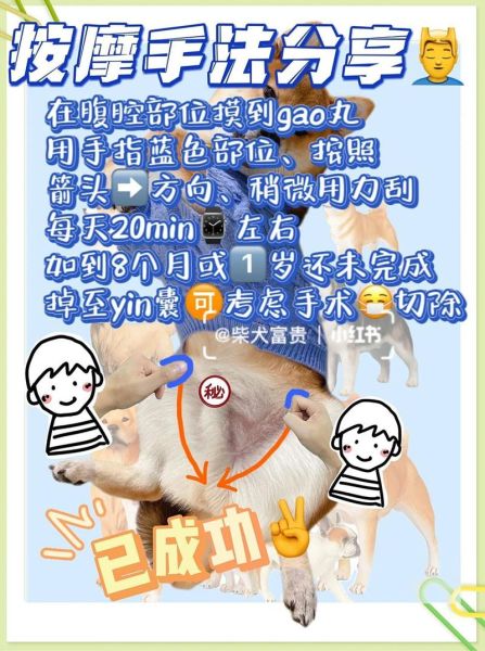 隐睾怎么让它自动下来,狗狗隐睾有什么影响