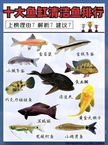 鱼缸里该不该养清道夫,清道夫吃小鱼吗放什么鱼可以清洁鱼缸