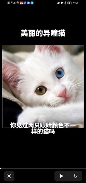 鸳鸯眼的猫咪是什么品种,鸳鸯眼波斯猫都是公猫