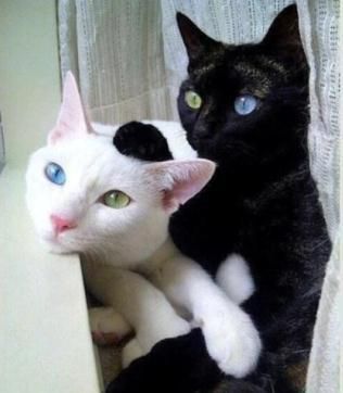 鸳鸯眼的猫咪是什么品种,鸳鸯眼波斯猫都是公猫