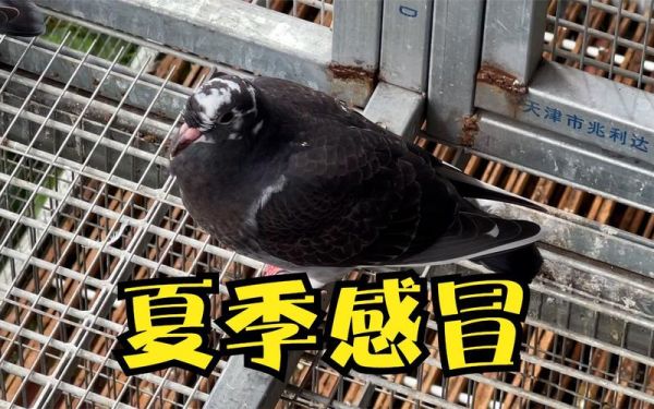 鸽子怕热吗会中暑吗,鸽子怕热吗可不可以楼顶