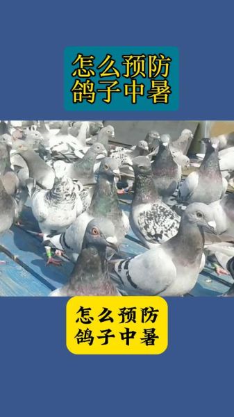 鸽子怕热吗会中暑吗,鸽子怕热吗可不可以楼顶