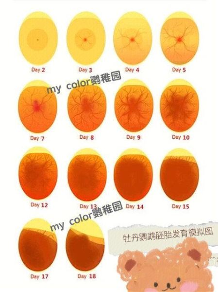 鹦鹉多久下蛋一次,小太阳鹦鹉多久下蛋
