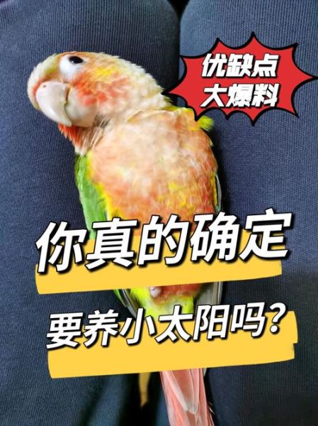 鹦鹉多久下蛋一次,小太阳鹦鹉多久下蛋