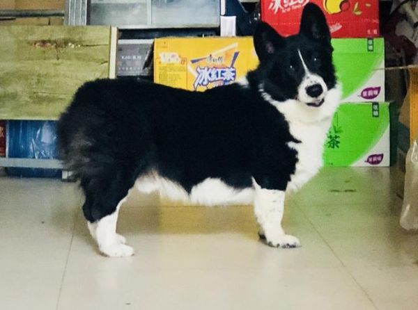 黑柯基犬图片,黑柯基狗狗图片