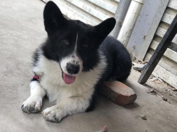 黑柯基犬图片,黑柯基狗狗图片