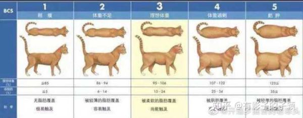 1到12个月蓝猫变化图,蓝猫20斤正常吗