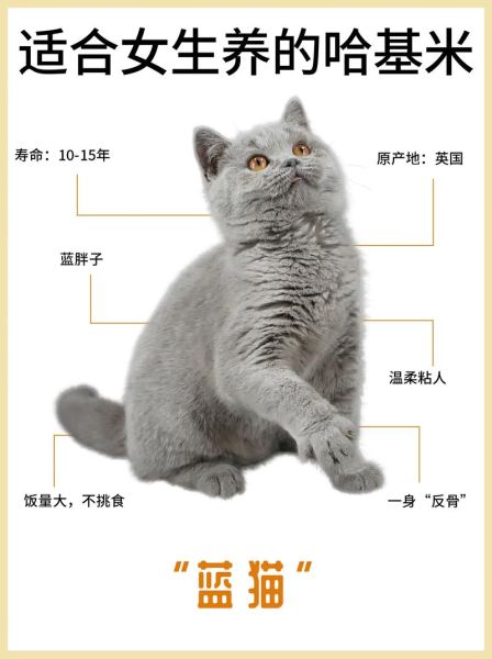 1到12个月蓝猫变化图,蓝猫20斤正常吗