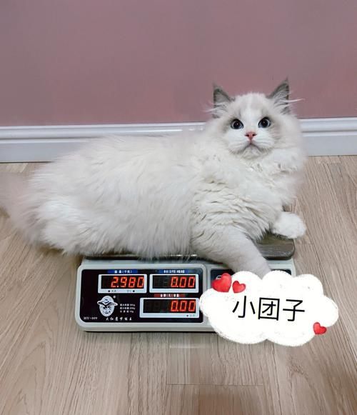 2岁布偶猫体重,1岁布偶猫体重