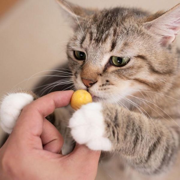 4个月的猫咪可以吃蛋黄吗,2个月猫咪可以吃蛋黄吗