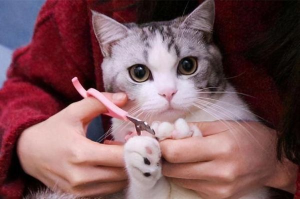 三个月小猫可以剪指甲吗,2个月的小猫可以剪指甲吗