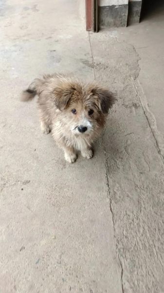 丝毛狗聪明吗,丝毛狗的寿命