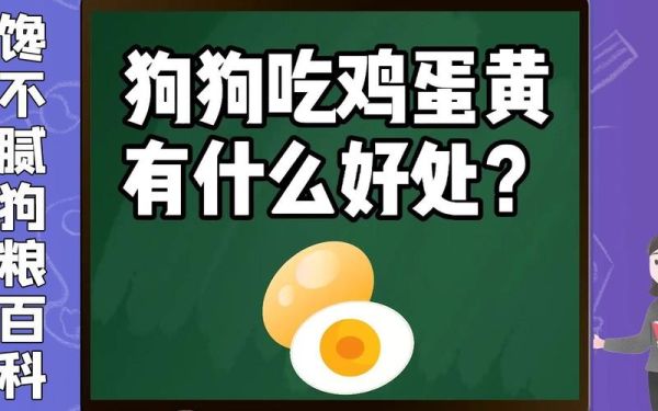 两个月大狗狗能吃蛋黄吗,三个月狗狗可以吃蛋黄吗