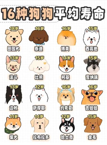 中华田园犬寿命一般是多少年,中华田园犬的寿命多少年