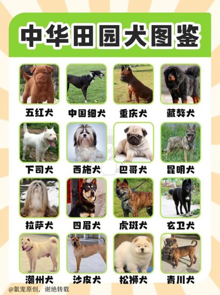 中华田园犬寿命一般是多少年,中华田园犬的寿命多少年