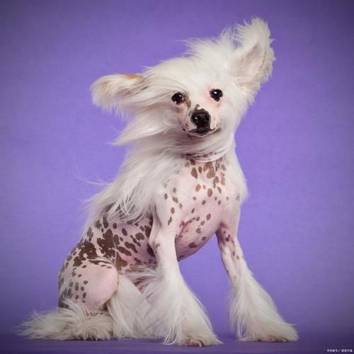 中国冠毛犬多少钱一条,中国冠毛犬贵吗