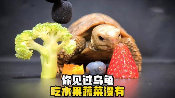 乌龟最喜欢吃什么肉类,乌龟最喜欢吃什么水果蔬菜