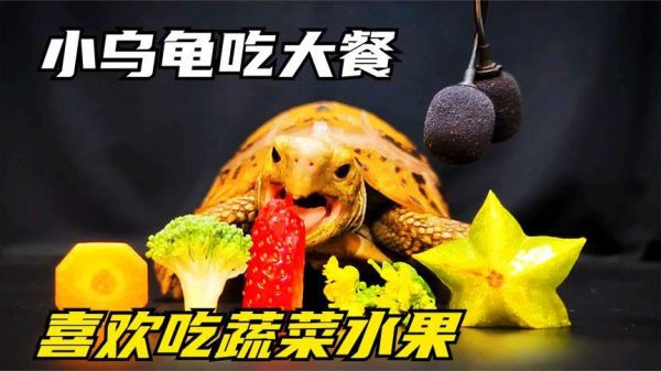 乌龟最喜欢吃什么肉类,乌龟最喜欢吃什么水果蔬菜