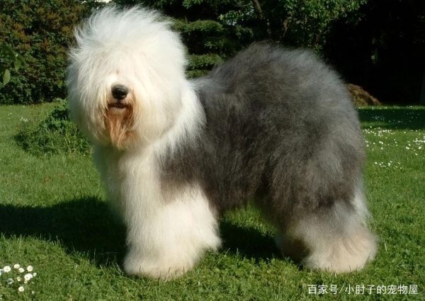 什么大中型犬最适合女人用,什么狗适合男人养晚上用的狗