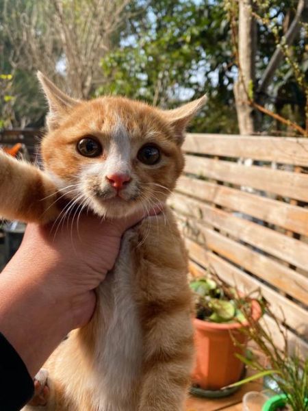 什么猫体型小又好养,最小的猫咪品种