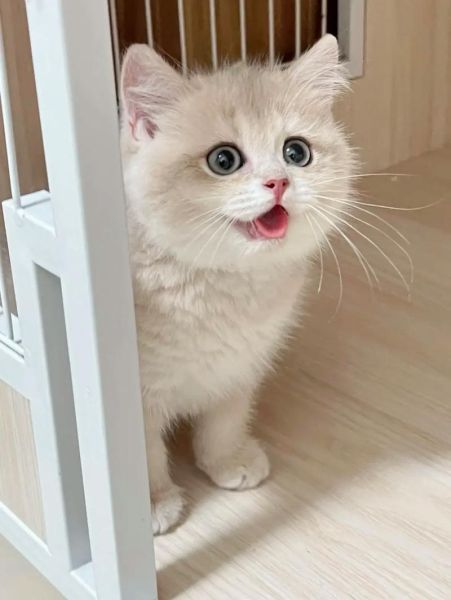 什么猫体型小又好养,最小的猫咪品种