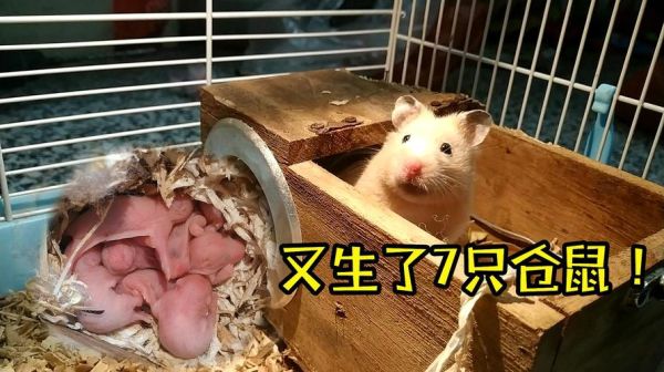 仓鼠一年生几窝对身体好,仓鼠一年生几窝合适