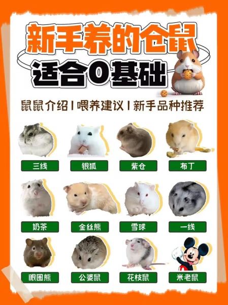 仓鼠一年生几窝对身体好,仓鼠一年生几窝合适