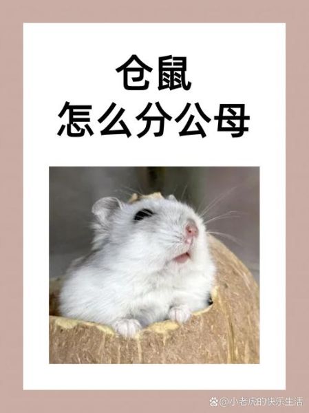 仓鼠多久生宝宝 前兆,公母仓鼠放一起多久怀孕