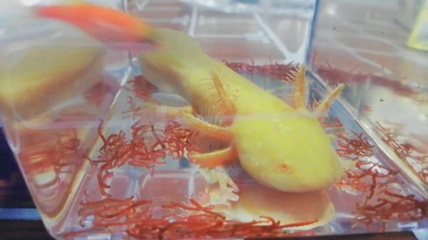 六角恐龙鱼死亡前兆,六角恐龙鱼吃什么肉