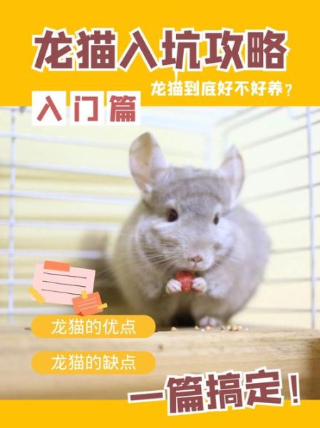 养龙猫的好处和坏处,龙猫是老鼠还是猫还是兔子