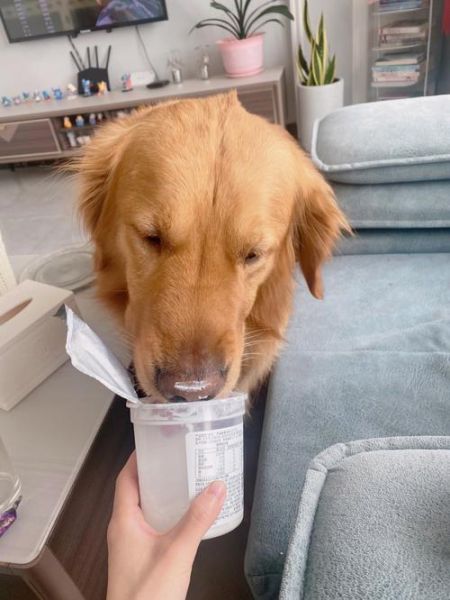 刚满月小狗能喝酸奶吗,一个多月小狗能喝酸奶吗