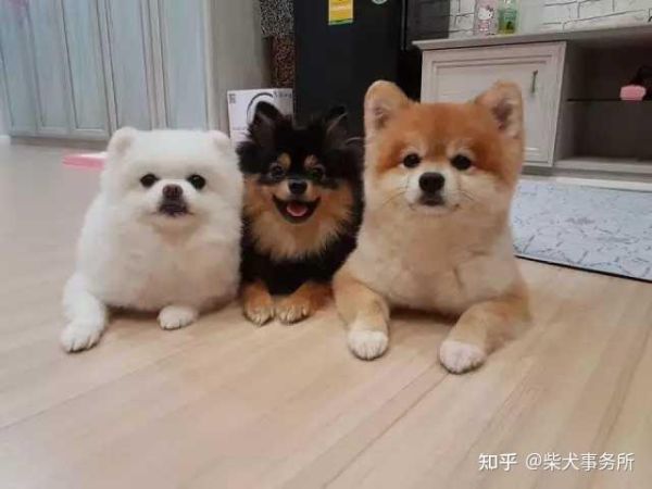 博美好养吗缺点有哪些,博美好养吗,柴犬优缺点分析