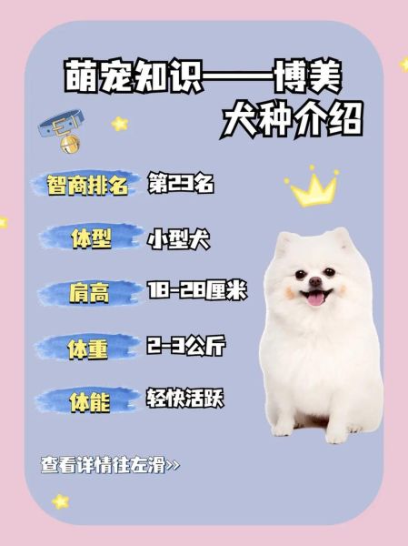 博美智商排名多少位,狗智商排名