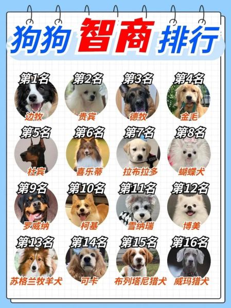 博美智商排名多少位,狗智商排名