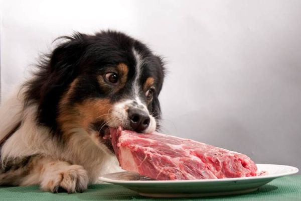 吃肉的狗有哪些,狗吃肉吗
