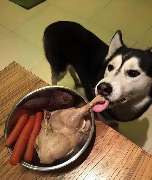吃肉的狗有哪些,狗吃肉吗