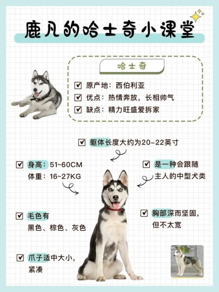 哈士奇寿命多长时间,哈士奇寿命大概是多少年