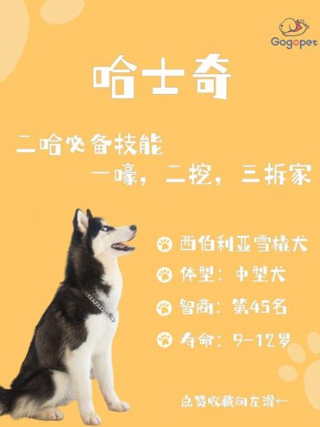 哈士奇寿命多长时间,哈士奇寿命大概是多少年