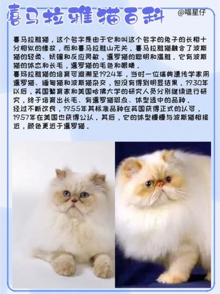 喜马拉雅猫多少钱,喜马拉雅猫是怎么配出来的