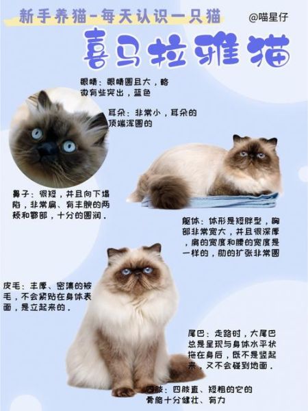喜马拉雅猫多少钱,喜马拉雅猫是怎么配出来的