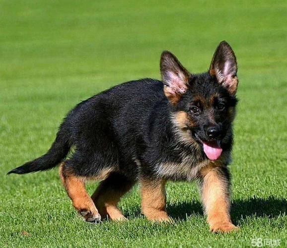女生适合养的护卫犬,黑背和德牧是一个品种吗