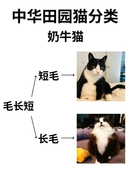 奶牛猫是什么品种杂交,奶牛猫多少钱一只