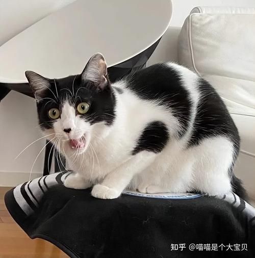 奶牛猫是什么品种杂交,奶牛猫多少钱一只