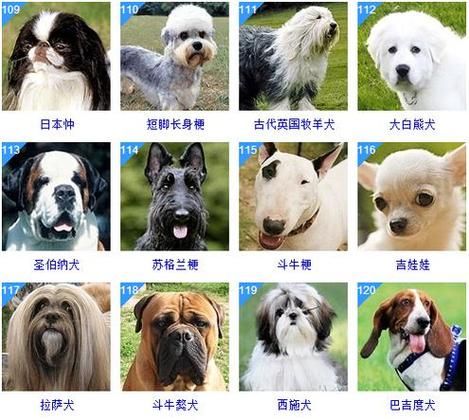 宠物狗品种大全,狗品种大全图片及价格图片
