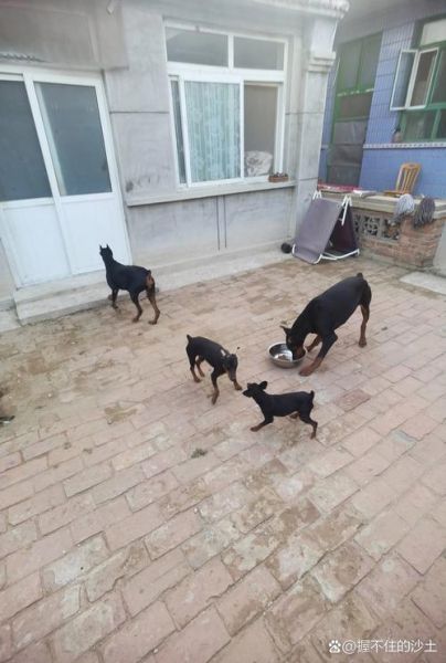 宾沙犬是烈性犬吗,宾沙犬和杜宾的区别