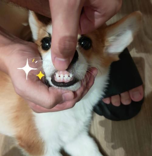 小狗几个月换牙齿,小狗几个月换牙几个月脱毛
