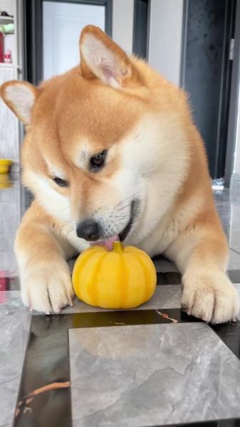 小狗可以吃小南瓜吗,小狗能吃南瓜吗柴犬能吃南瓜吗