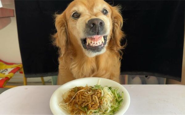 小狗吃面条好不好,小狗吃面条需要放盐吗